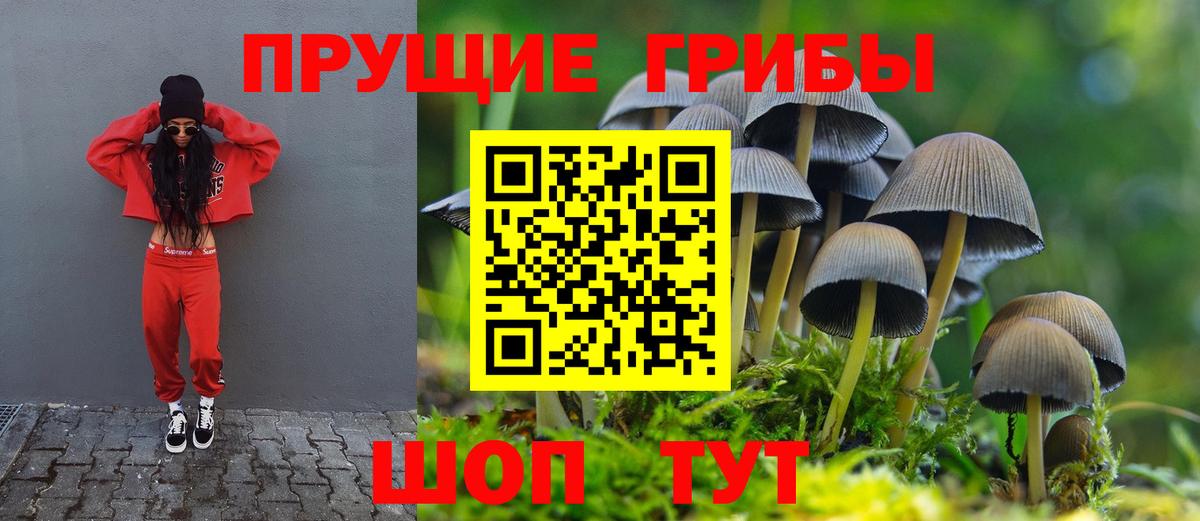 Галлюциногенные грибы Psilocybe Королёв